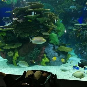 Meet your Posher, Jasyn